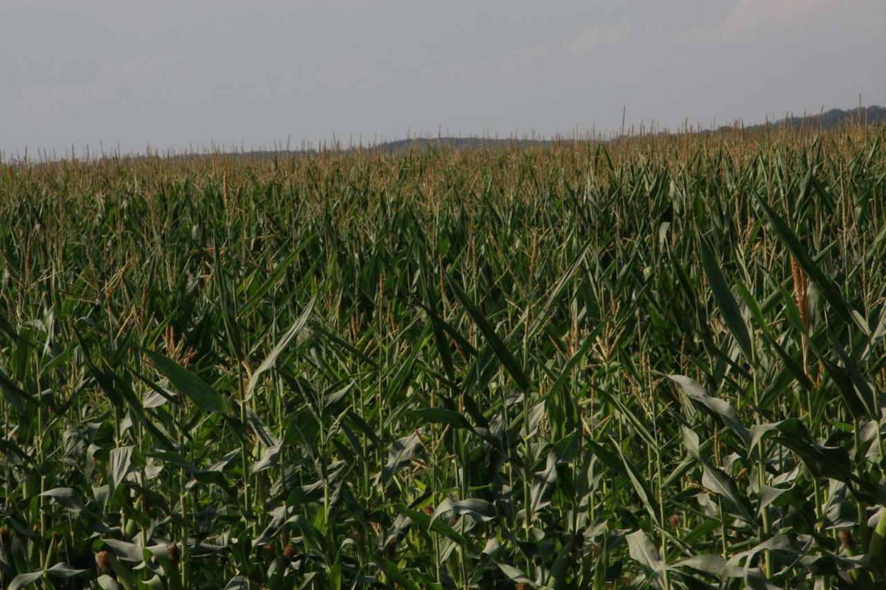 Il Silos Maccarese Ngoại thất bức ảnh